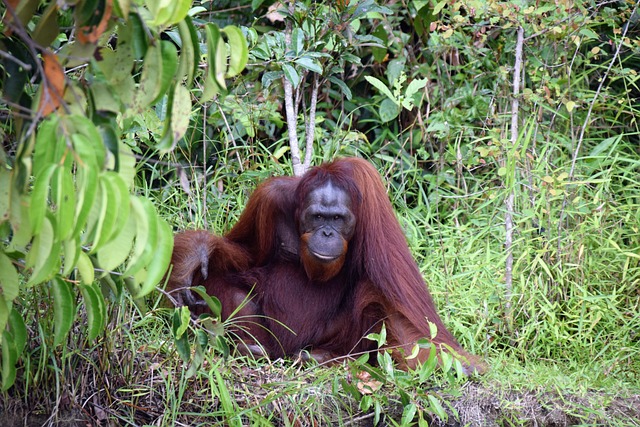 kalimantan