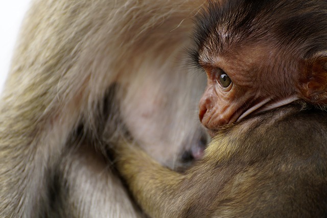 Hình ảnh minh họa ý nghĩa của từ keep mum