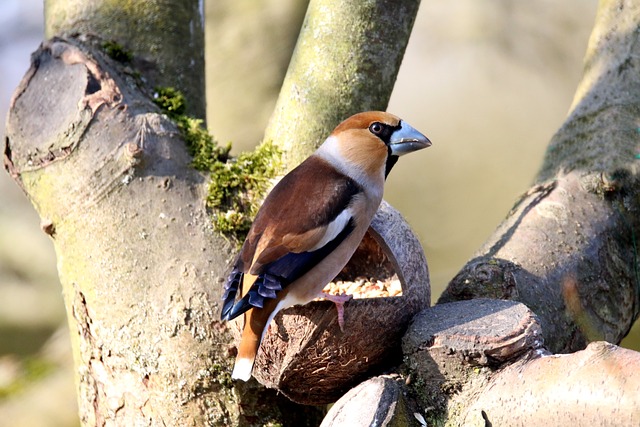 Hình ảnh minh họa ý nghĩa của từ kerning