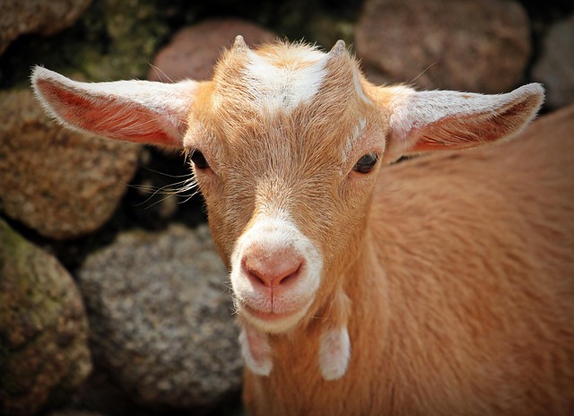 Hình ảnh minh họa ý nghĩa của từ kid goat