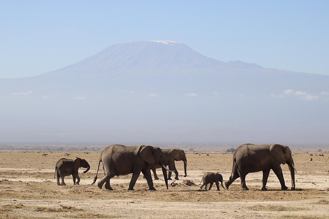 kilimanjaro