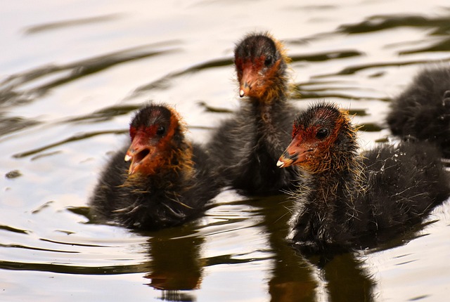 lack of offspring