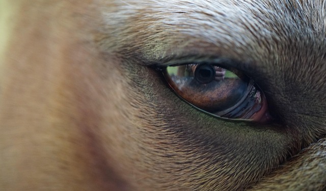 Hình ảnh minh họa ý nghĩa của từ lacrimal sac