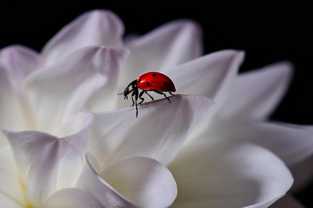 lady beetle