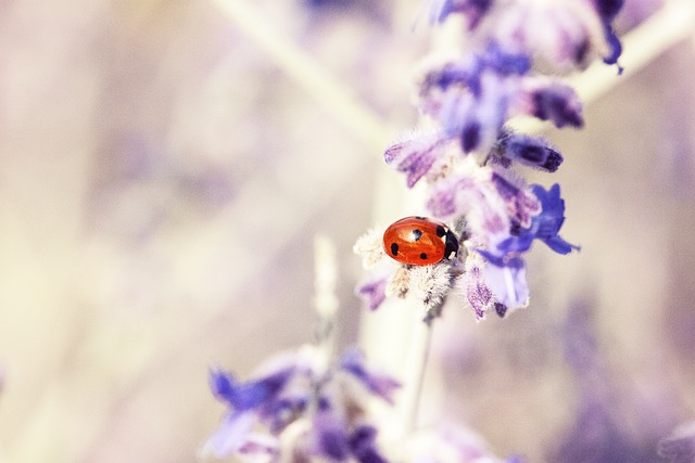 ladybird