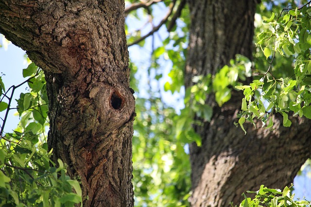 Hình ảnh minh họa ý nghĩa của từ lair