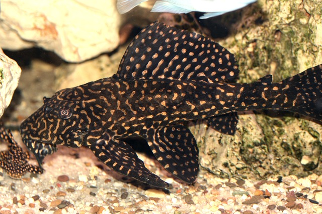 lake tanganyika