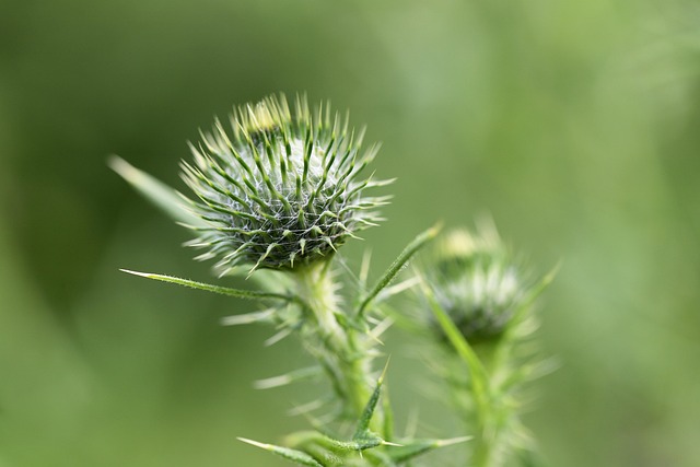 Hình ảnh minh họa ý nghĩa của từ lancet