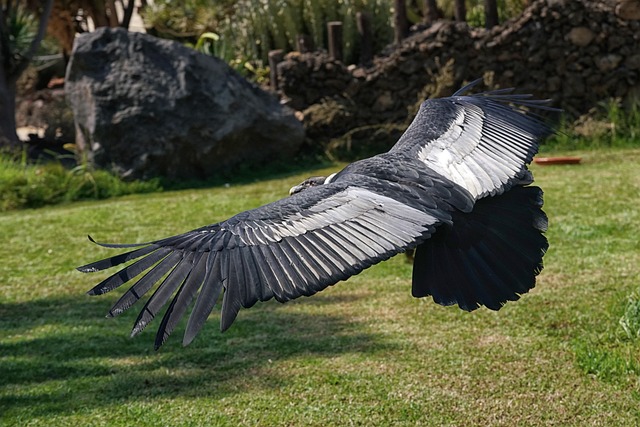 land bird