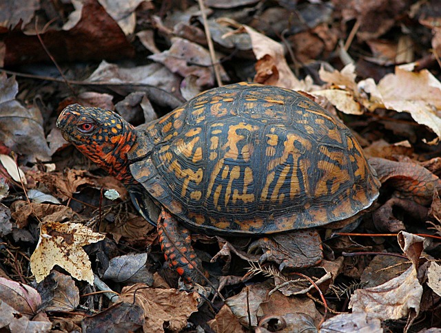 land turtle