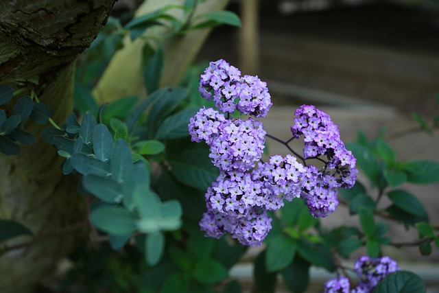 Hình ảnh minh họa ý nghĩa của từ lanthanide