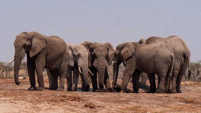large gathering