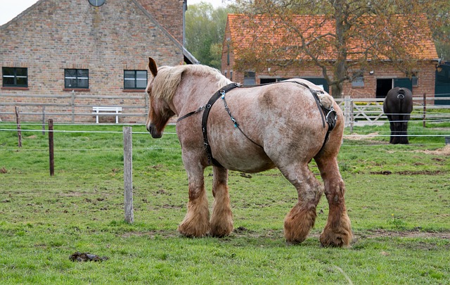 large horse