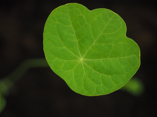 large vein