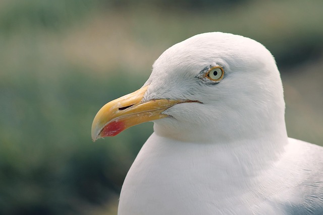 laridae