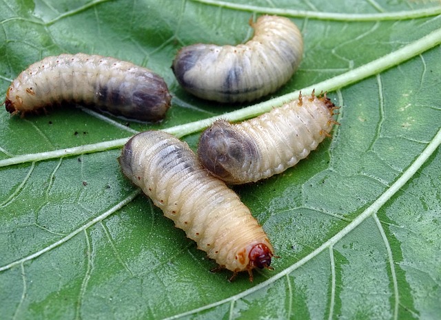 Hình ảnh minh họa ý nghĩa của từ larvae