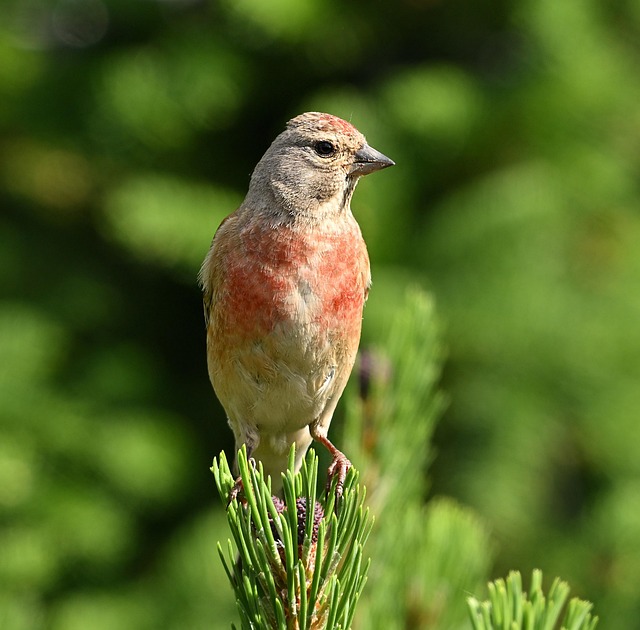 Hình ảnh minh họa ý nghĩa của từ lass