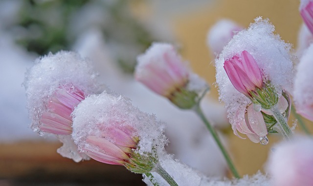 late spring