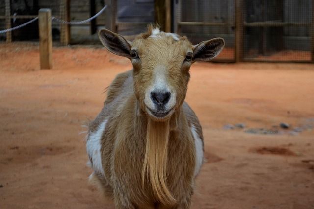 Hình ảnh minh họa ý nghĩa của từ laughable