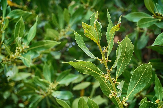 laurel leaf