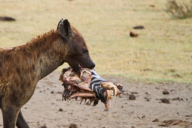Hình ảnh minh họa ý nghĩa của từ lawful hunting
