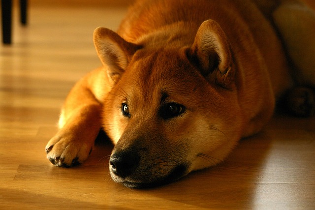 Lay down