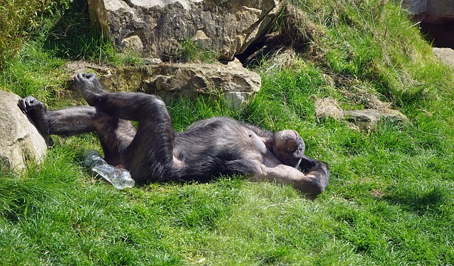 laze around