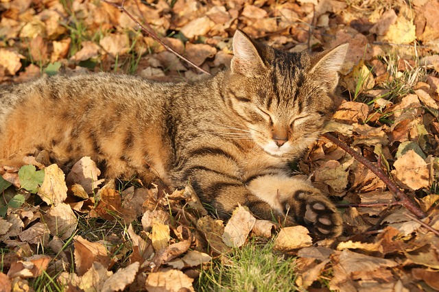 lazybones