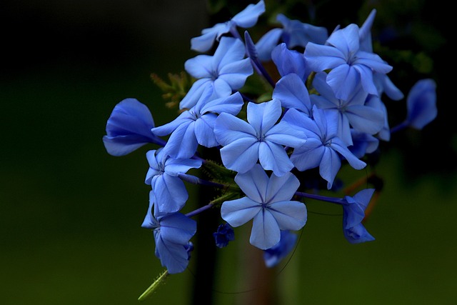 leadwort