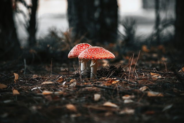 leaf litter
