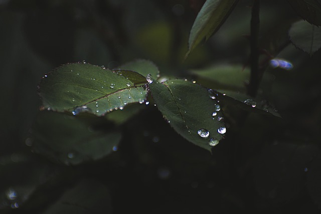 Hình ảnh minh họa ý nghĩa của từ leaflet