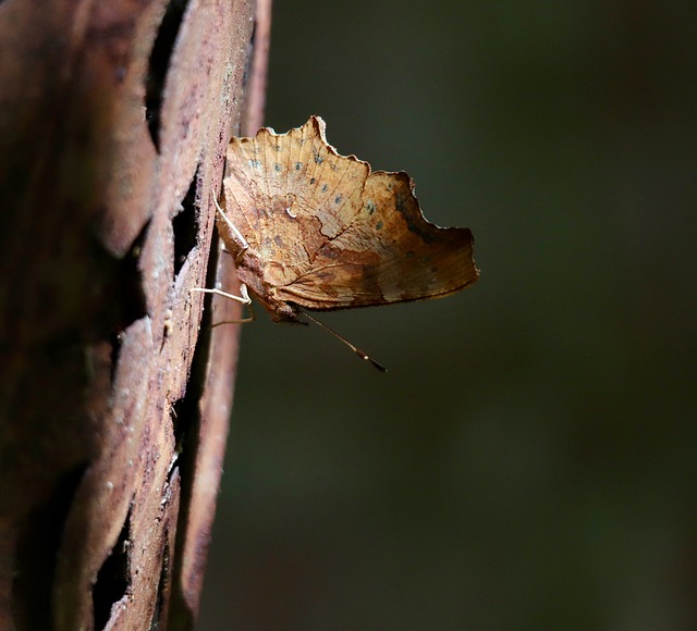 leaflike