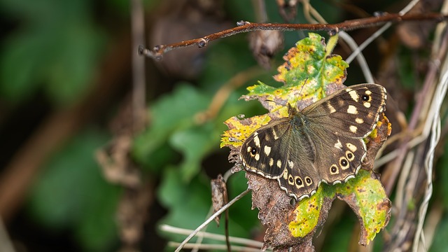 Hình ảnh minh họa ý nghĩa của từ lepidopterist