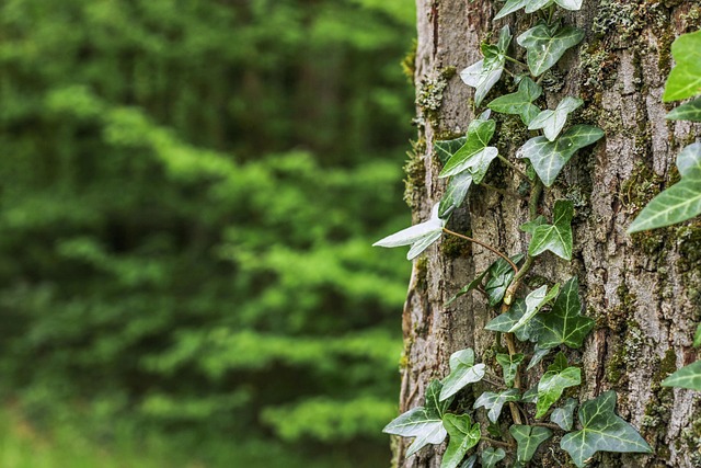 Hình ảnh minh họa ý nghĩa của từ levelly