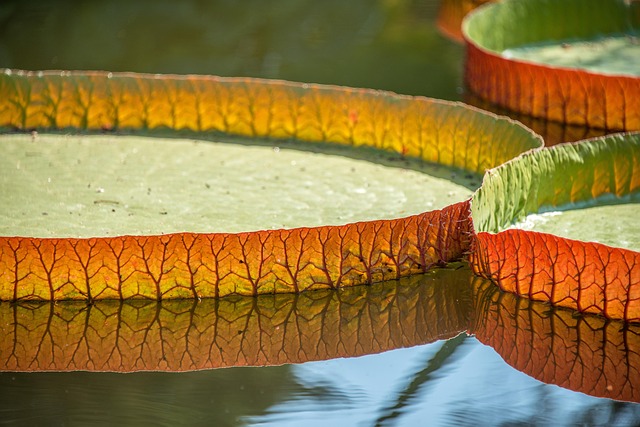 lily pad