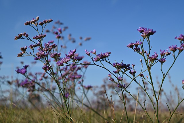 limonium
