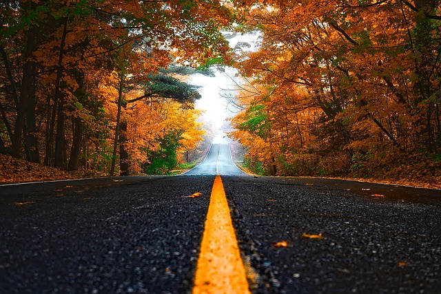 line of leaves