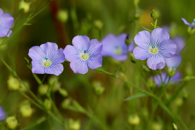 Hình ảnh minh họa ý nghĩa của từ linseed oil