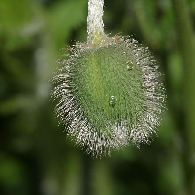 Hình ảnh minh họa ý nghĩa của từ lint