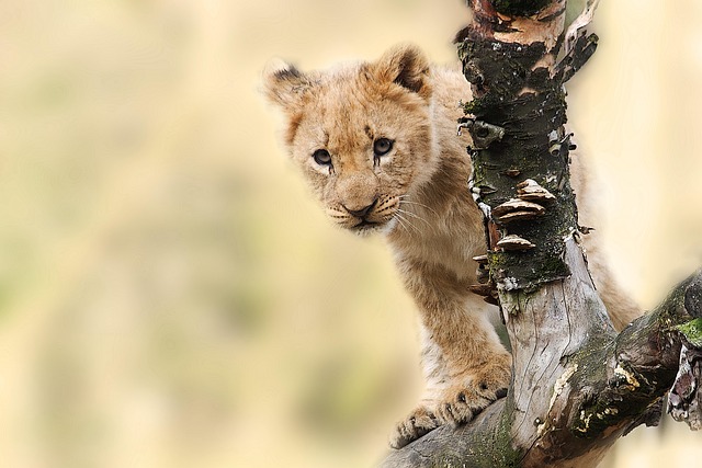 lion king