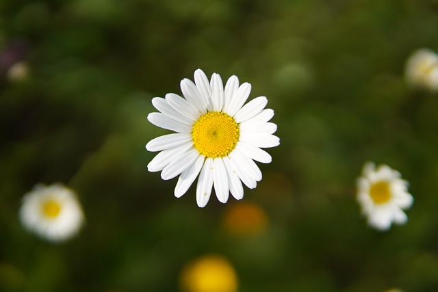 live flowers