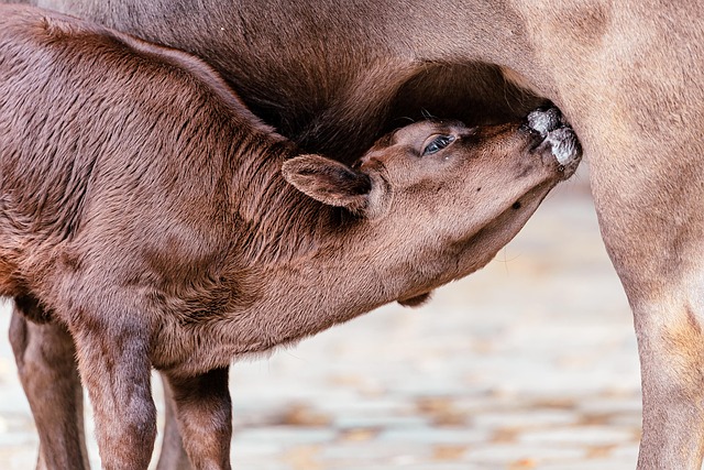 livestock feed