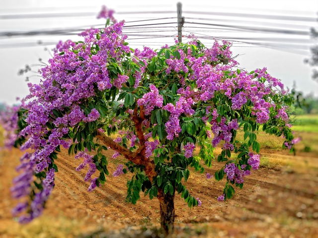 living thing