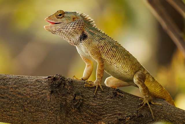 Lizards