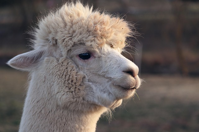 llama