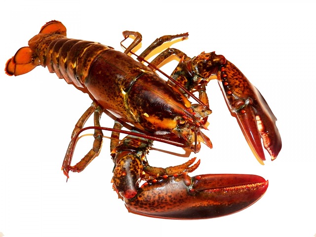 lobster with claws