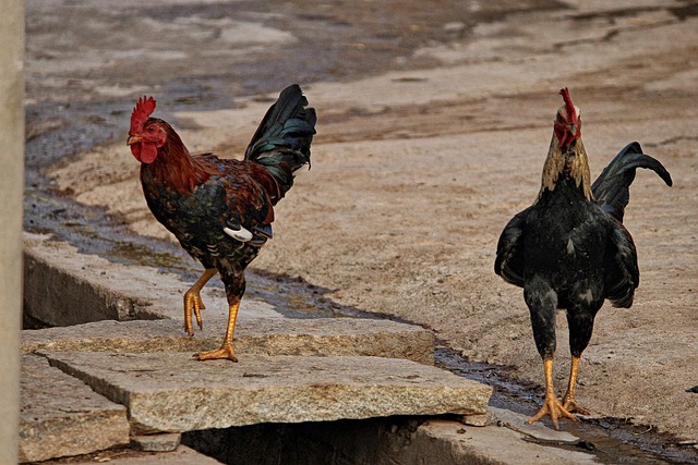 local birds