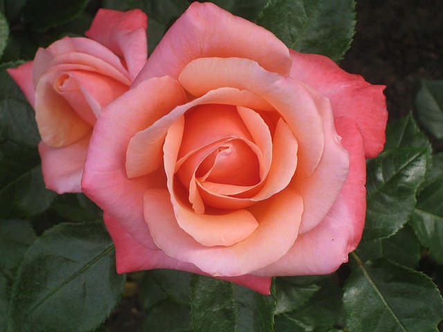 local flower