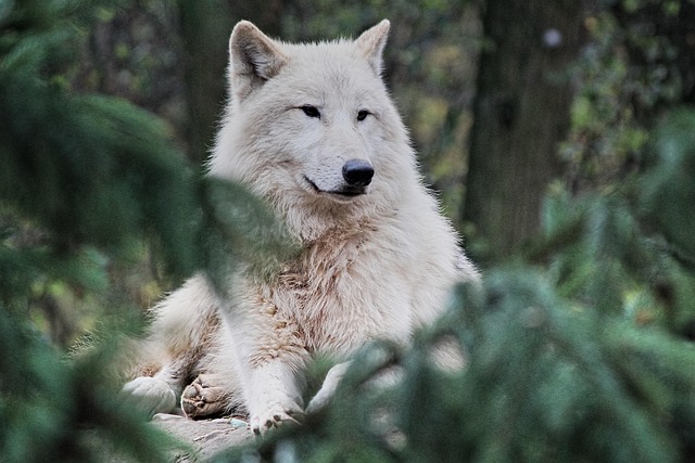 lone-wolf crime