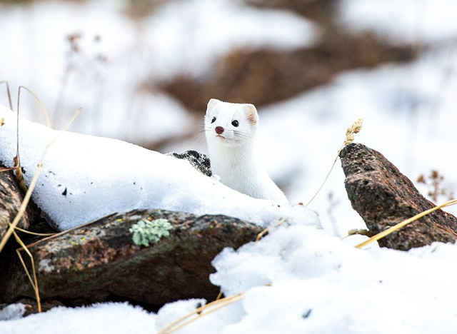 Hình ảnh minh họa ý nghĩa của từ long-tailed weasel